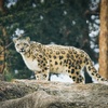 Snow Leopards Dream of Electric-Fenced Sheep