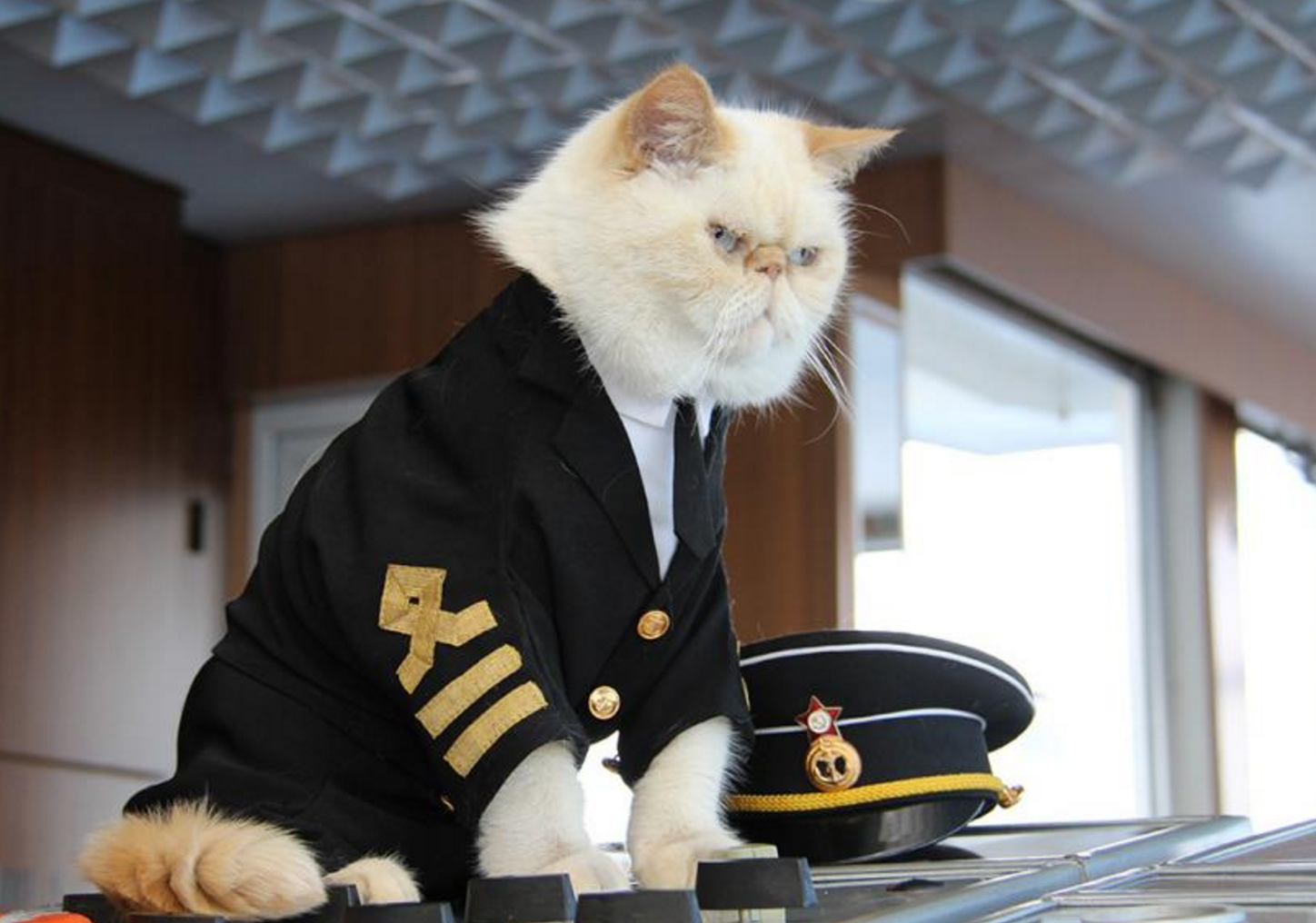 Котик дримотик. Кот Капитан. Кот матрос. Котик в военной форме. Котик в форме.