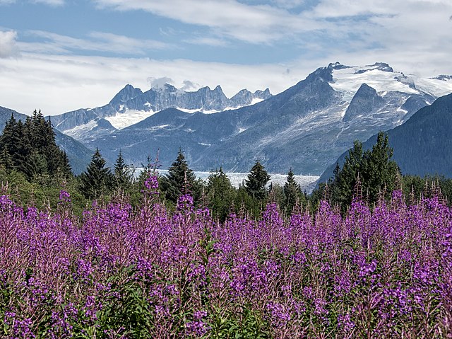 A beautiful fields of fireweed set against blue mountains.