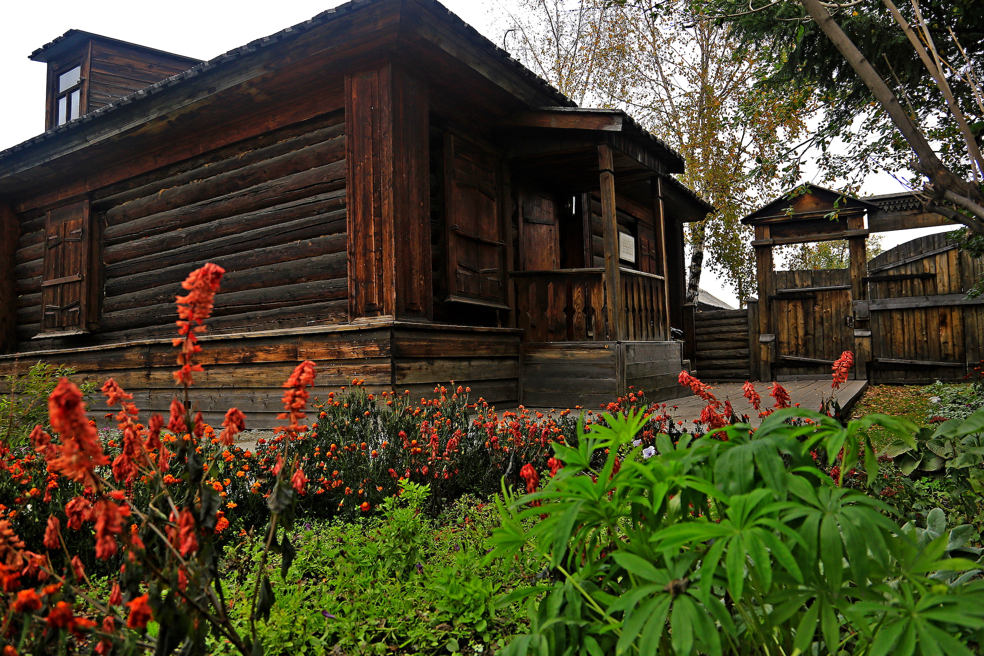 A dark wooden building among red flowers. 