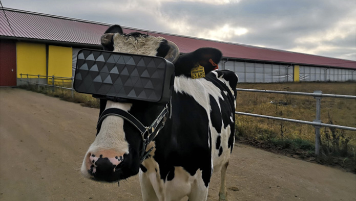 Cow VR