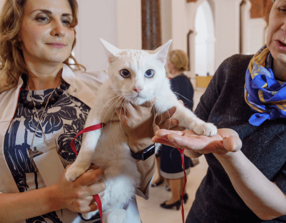 Romanov Holiday and Russia's Best Cat - Russian Life
