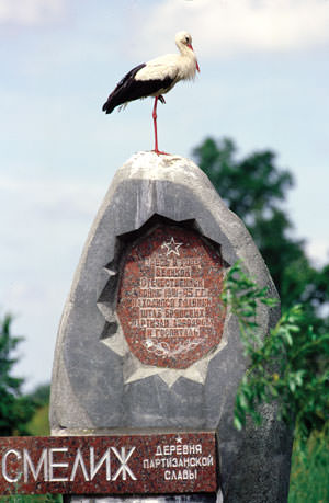 The cranes come back