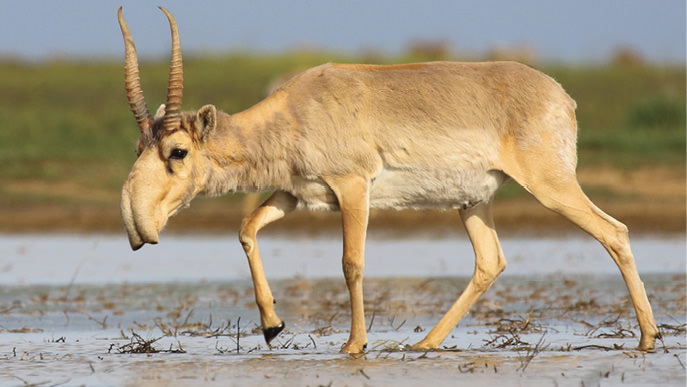 Saiga