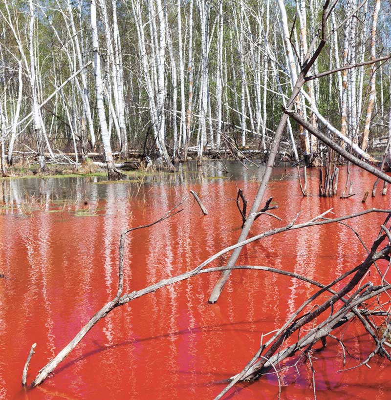 Birch trees in a pool of blood.