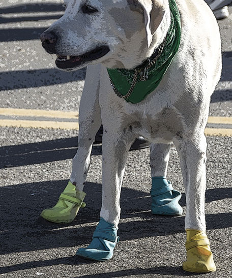 Dog wearing booties