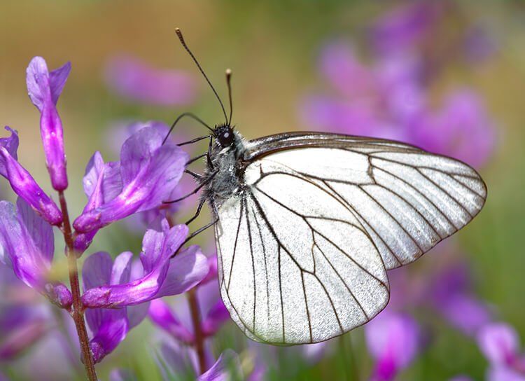 Lady butterfly on flower