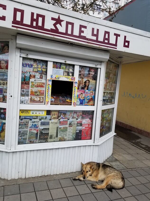 Stray dog in front of a newsstand in Kislovodsk