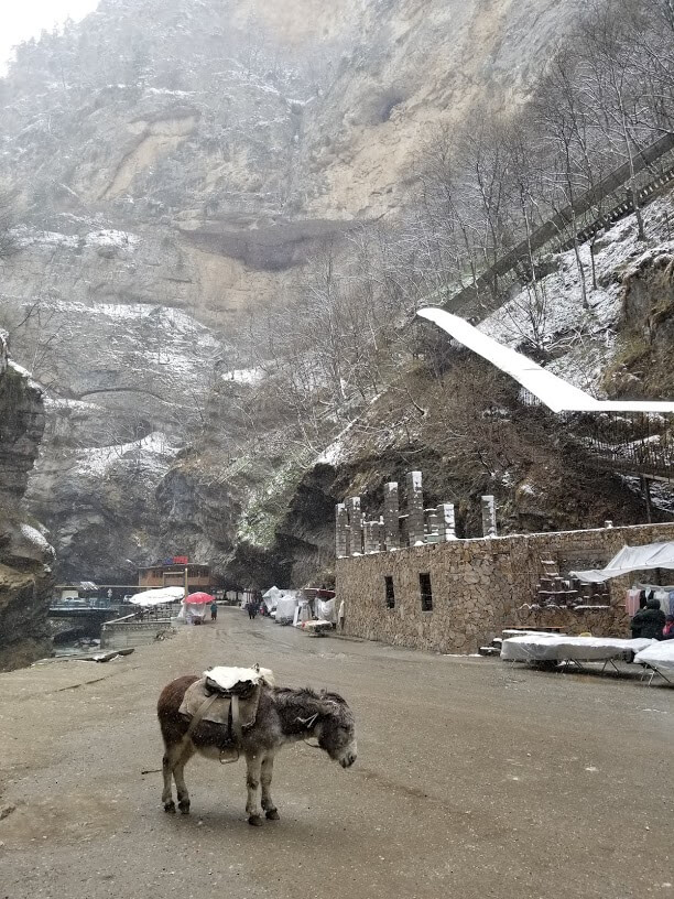 Donkey in the caucasus