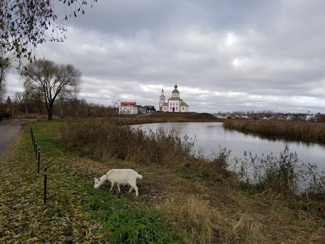 Goat in front of river and church in Suzdal