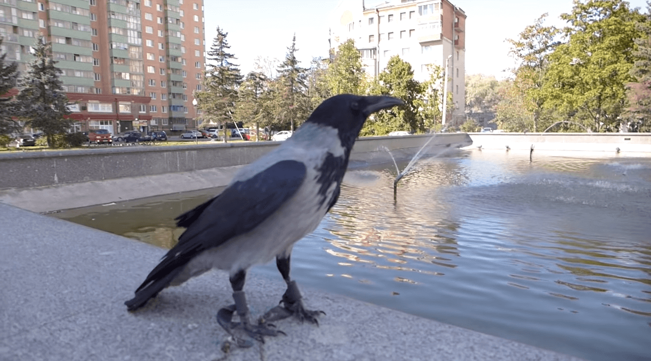 Grey crow in front of apartment buildings