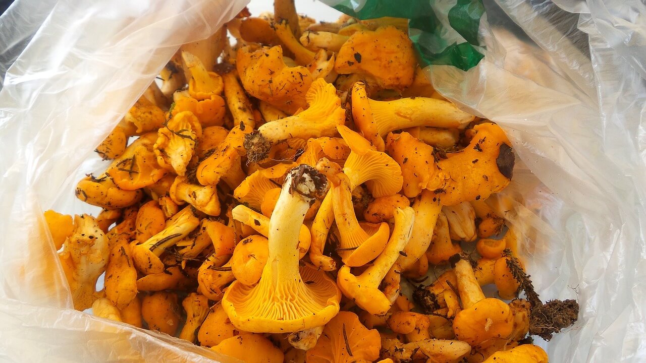 Russian mushrooms lisichki