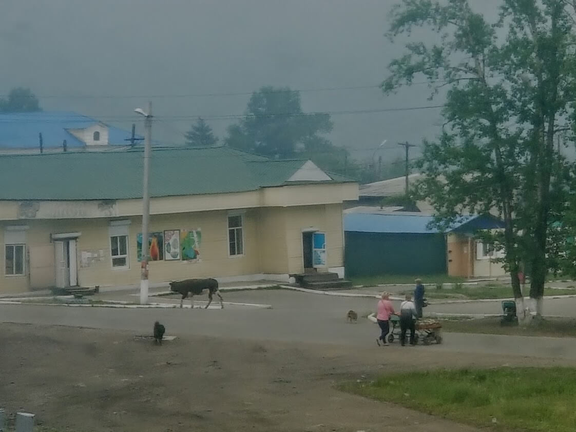 A Russian village with a cow
