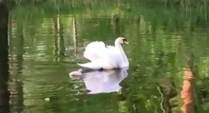 Swan father and baby