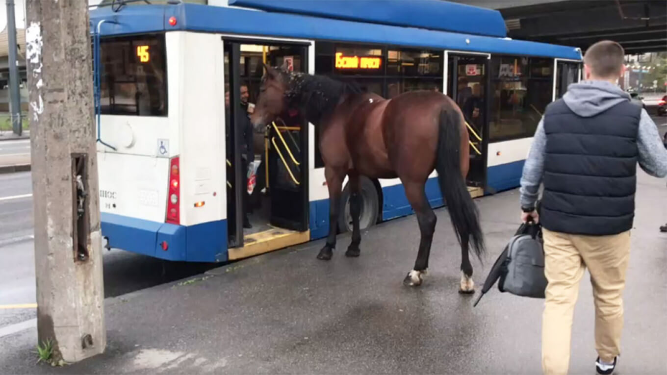 Horse trying to board bus in Russia