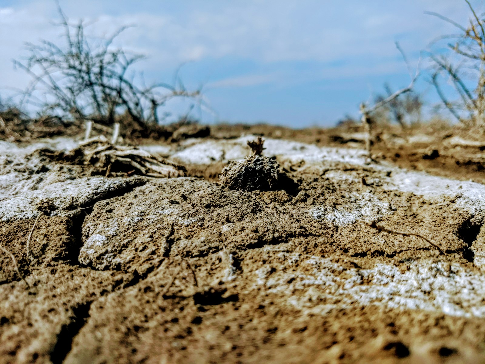 Soil salinization near the Aral Sea in Kazakhstan