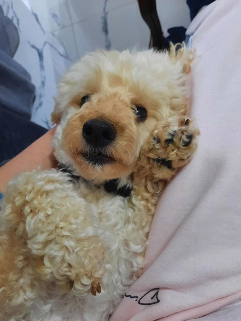 Dog looking at camera.