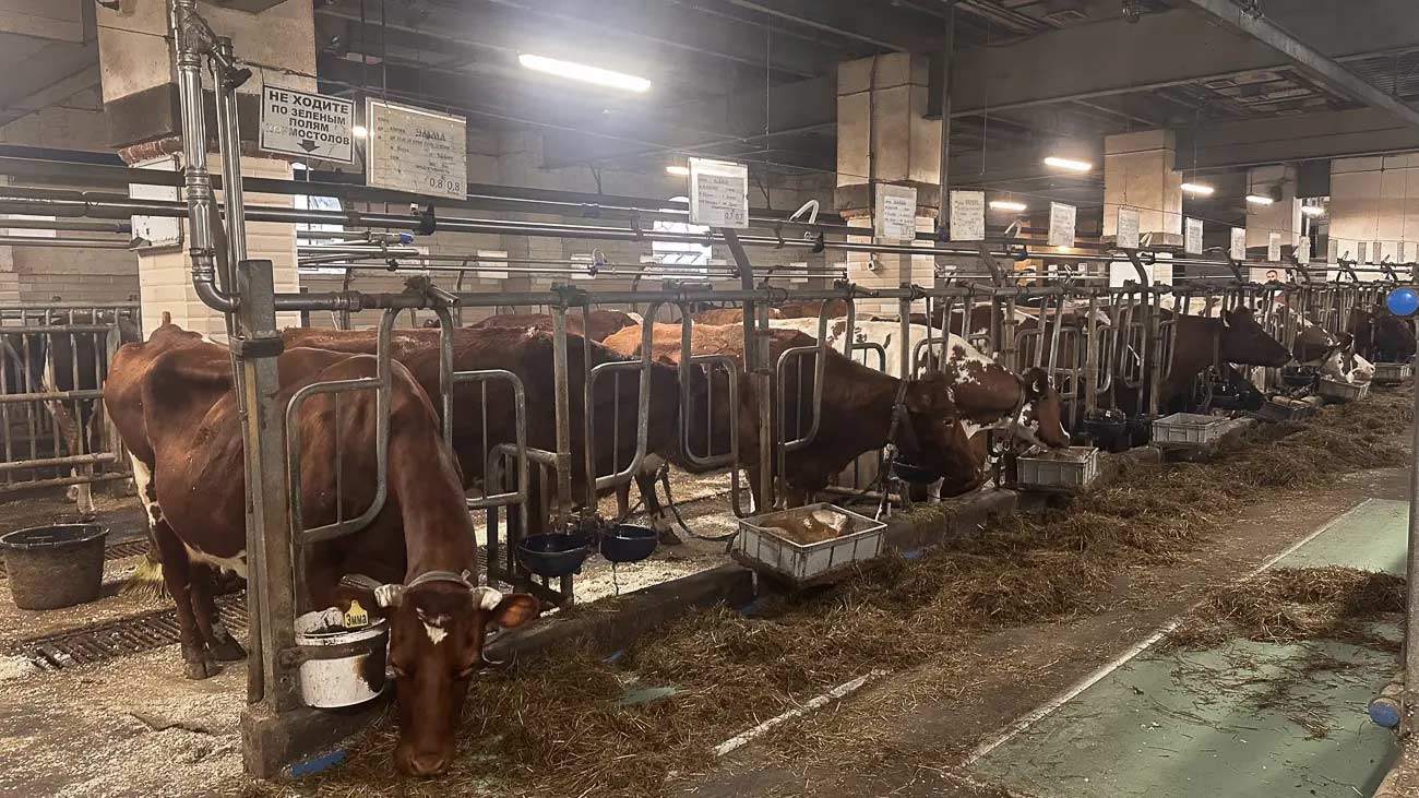 Cows in a milking barn.