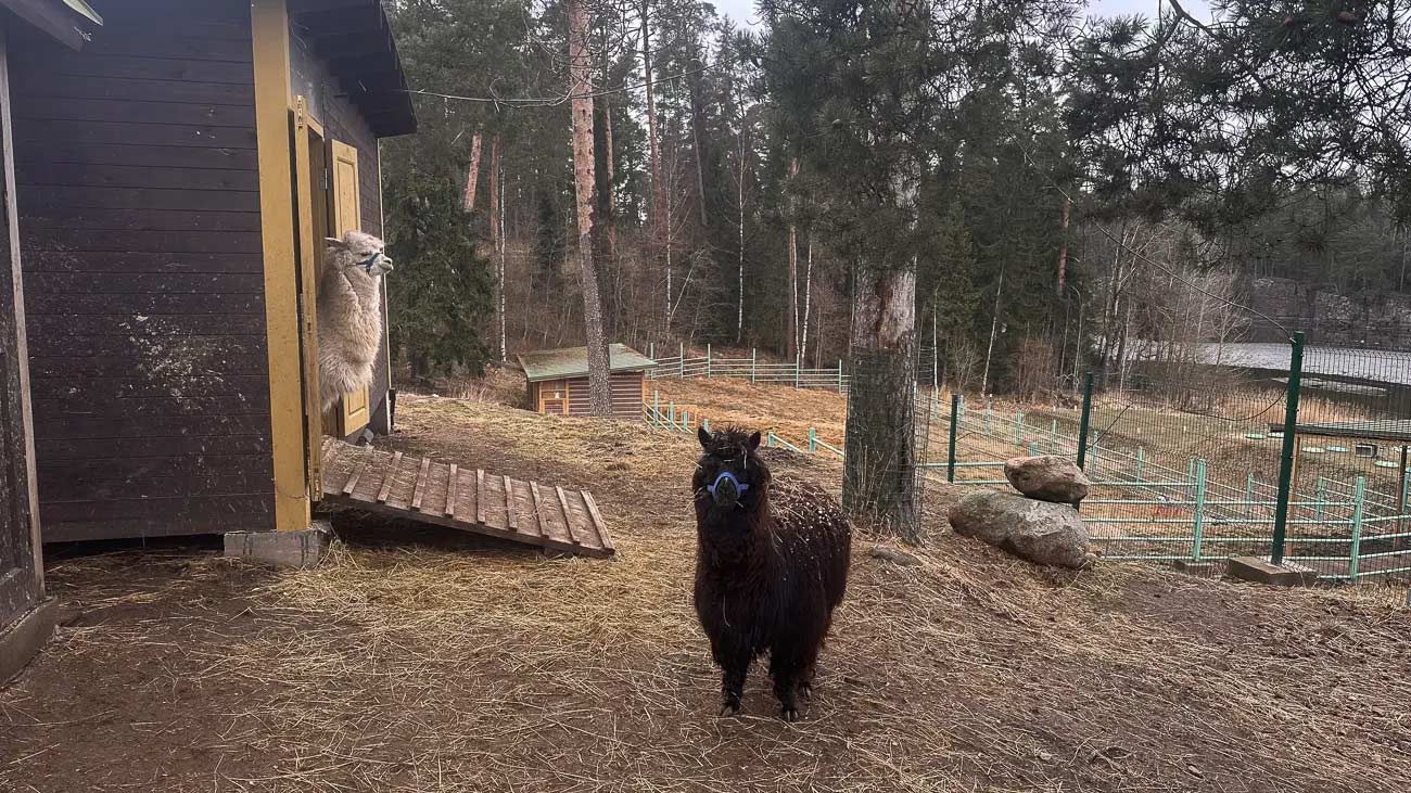 Alpacas on a Russian farm.