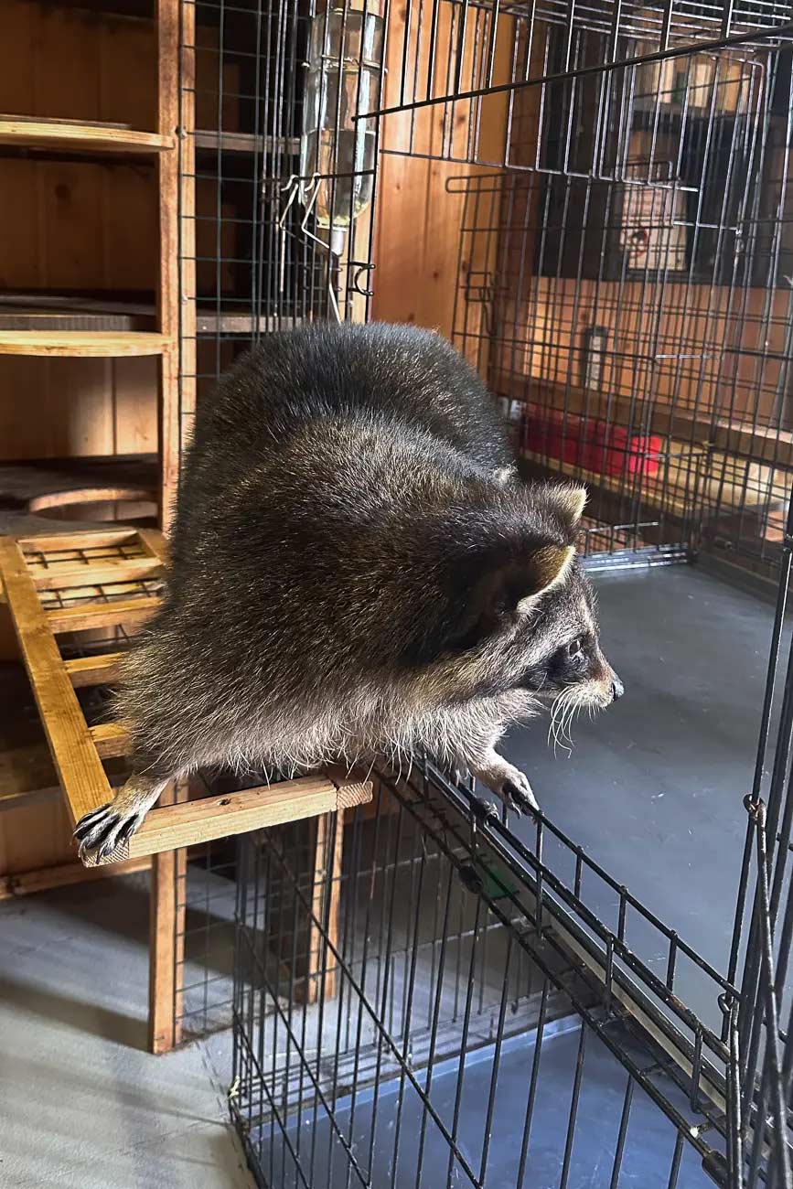 Racoons