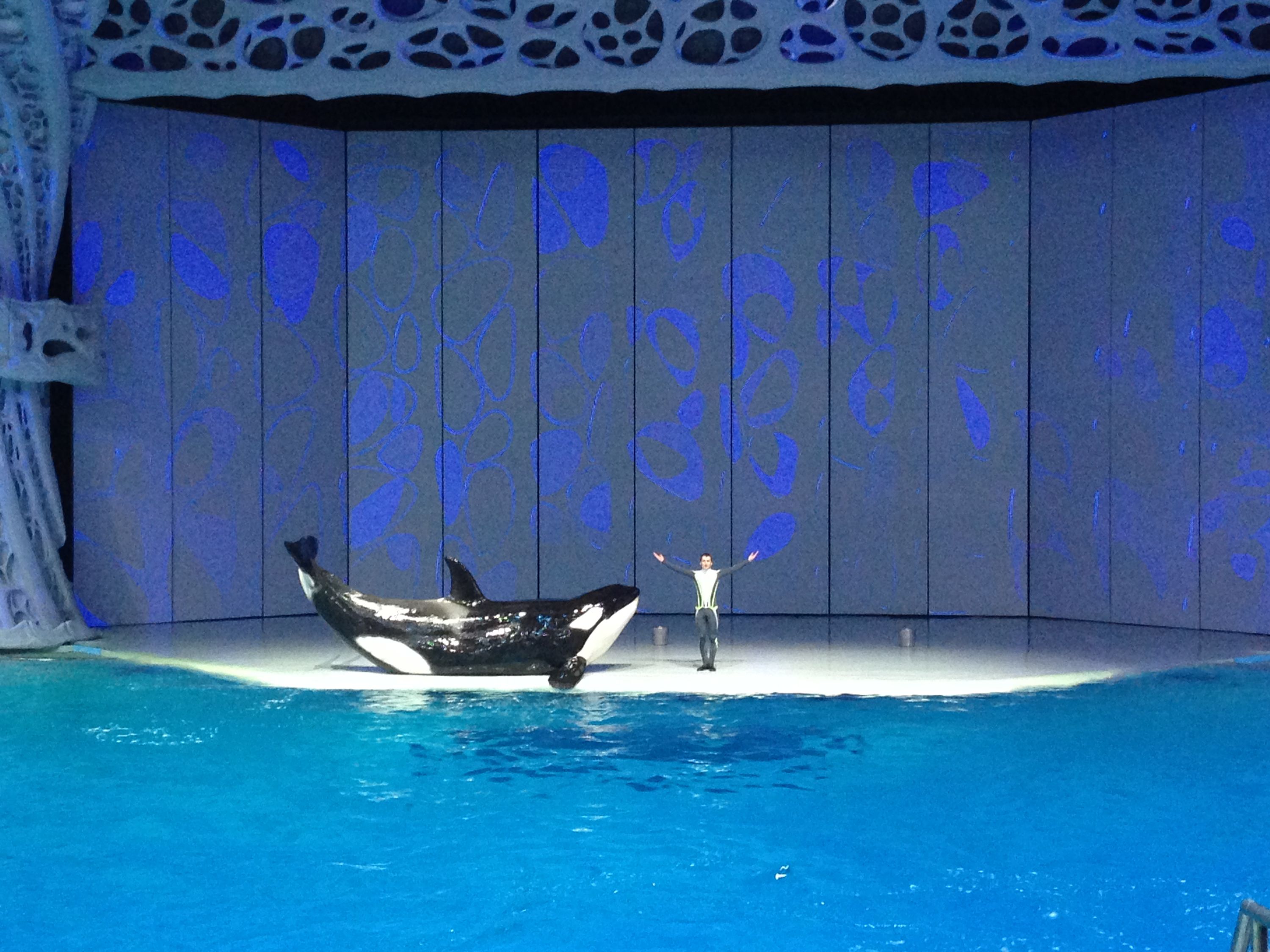 Orca at Moskvarium