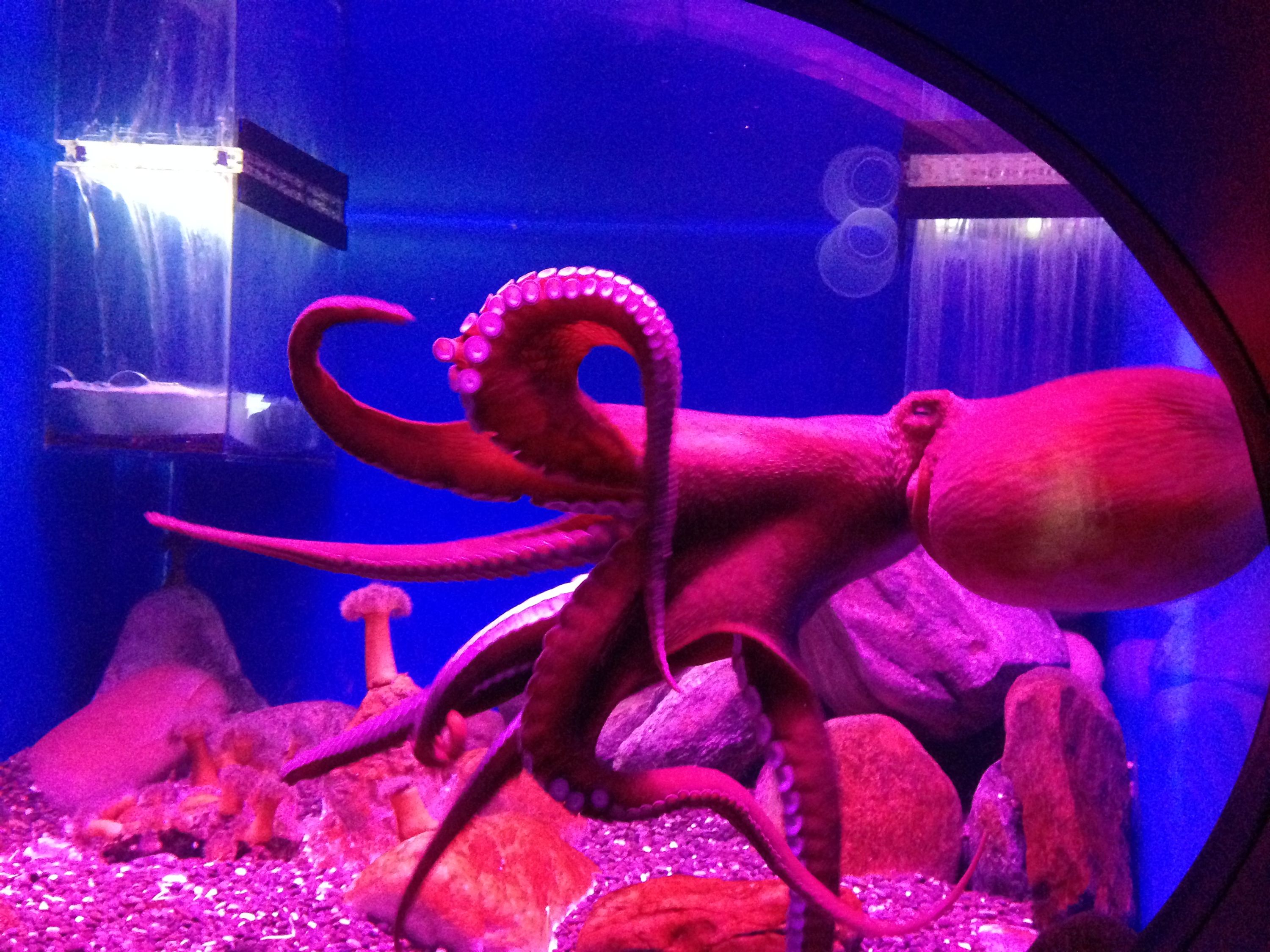 Octopus at Moskvarium