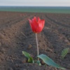 Field of Dreams