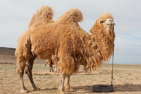 Criminal Camels