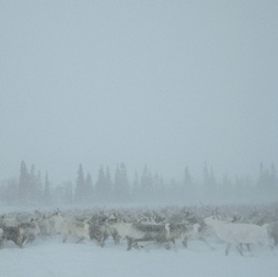 Blizzard