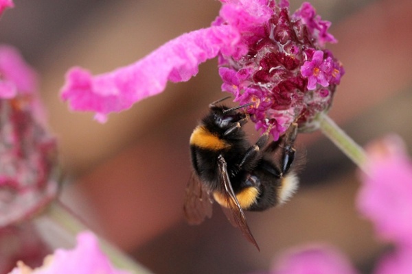 Putting the Buzz in Buzzed