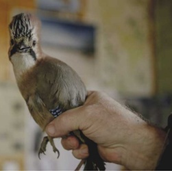 birds_AIV_057.jpg