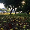 Orchard