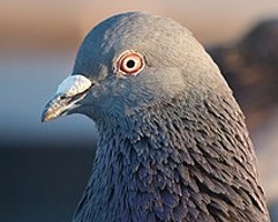 The Pigeons Are Coming Too