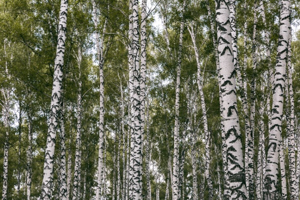 Birch Trees