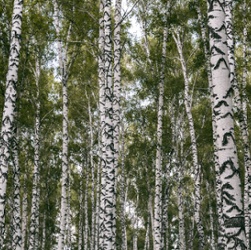 Birch Trees