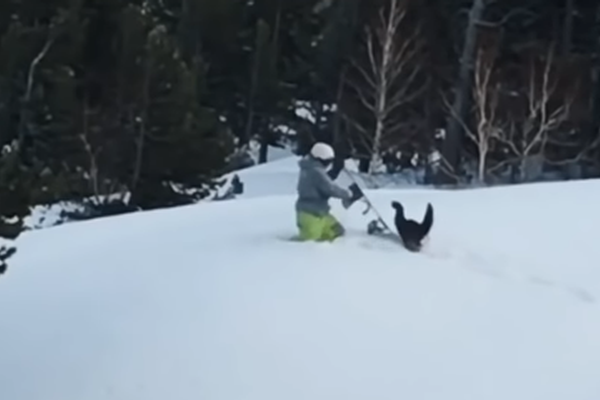 Snowboarder v. Snowbird