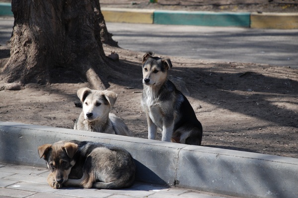 It's Tax Season (for Dog Owners)