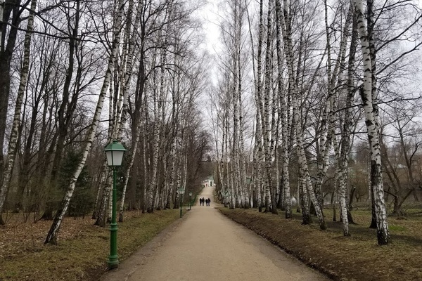 Beyond Bears: The Birds and the B(irch Tr)ees