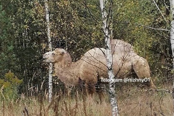 Dromedary on the Roam