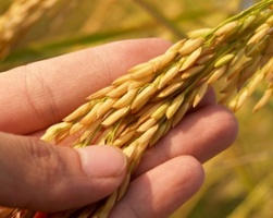 Stealing Grains