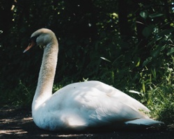 Stubborn as a Swan