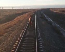 Jogs Good, Like Camel Should