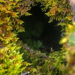 Entrance to a northern pika’s burrow.