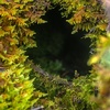 Entrance to a northern pika’s burrow.