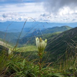 Cold gentian.