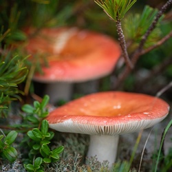 Mushrooms at 2000 meters.