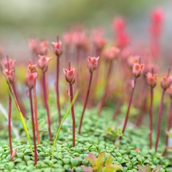 Diapensia, a small flowering plant unique to Arctic regions.