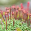 Diapensia, a small flowering plant unique to Arctic regions.