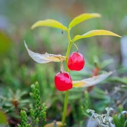 Berries of the Streptopus streptopoides plant (twistedstalk).