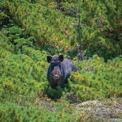 A chance meeting with a boar at 1500 meters.